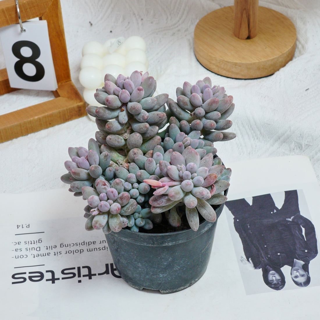 5'' Pachyphytum Baby Finger, Rare Live Succulent Plants