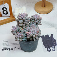 5'' Pachyphytum Baby Finger, Rare Live Succulent Plants