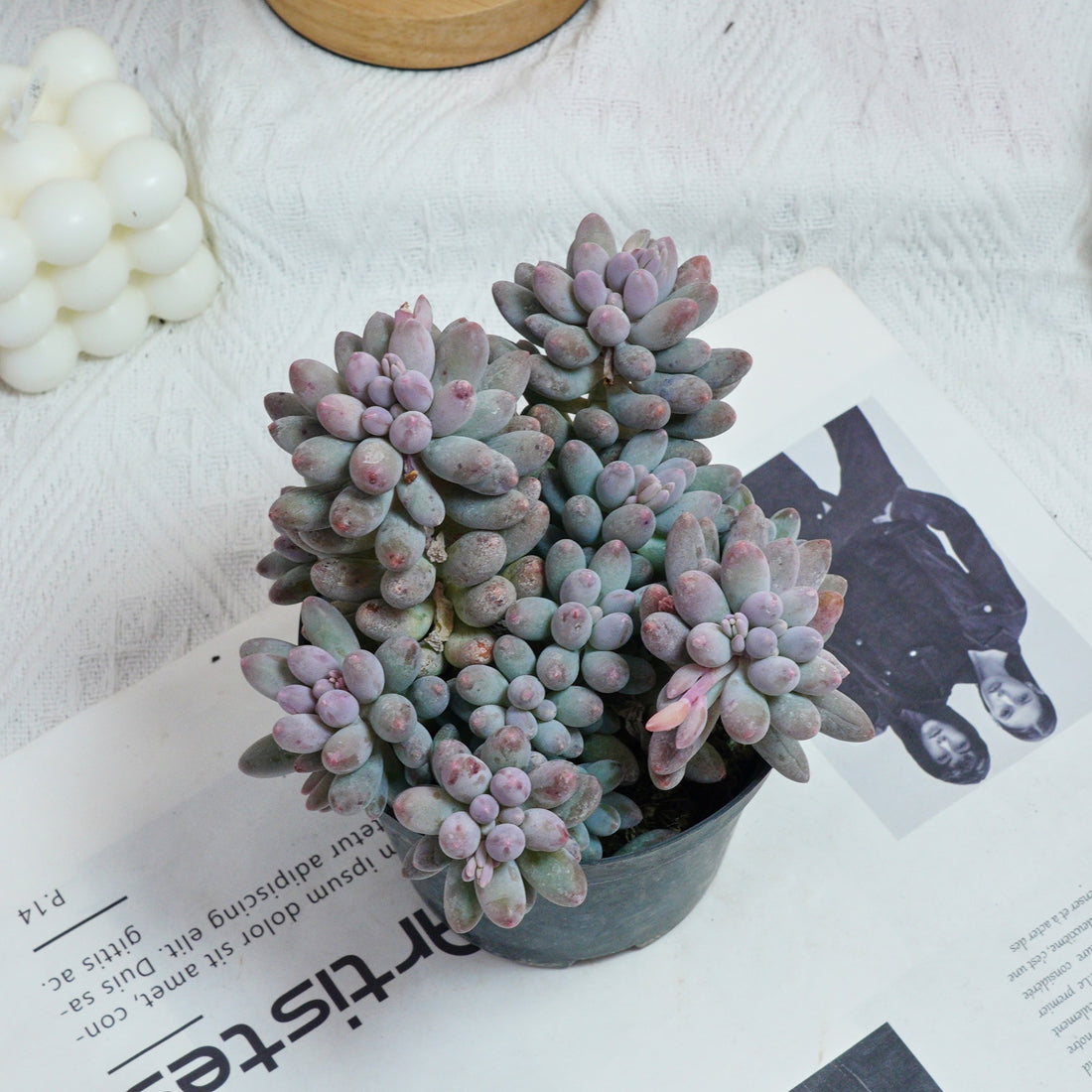5'' Pachyphytum Baby Finger, Rare Live Succulent Plants