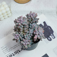 5'' Pachyphytum Baby Finger, Rare Live Succulent Plants