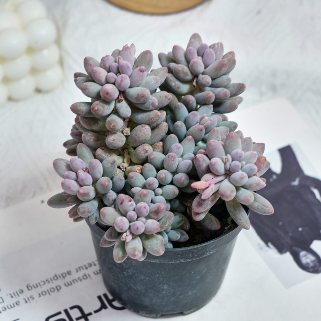 5'' Pachyphytum Baby Finger, Rare Live Succulent Plants