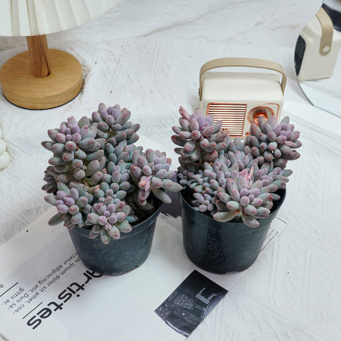 5'' Pachyphytum Baby Finger, Rare Live Succulent Plants