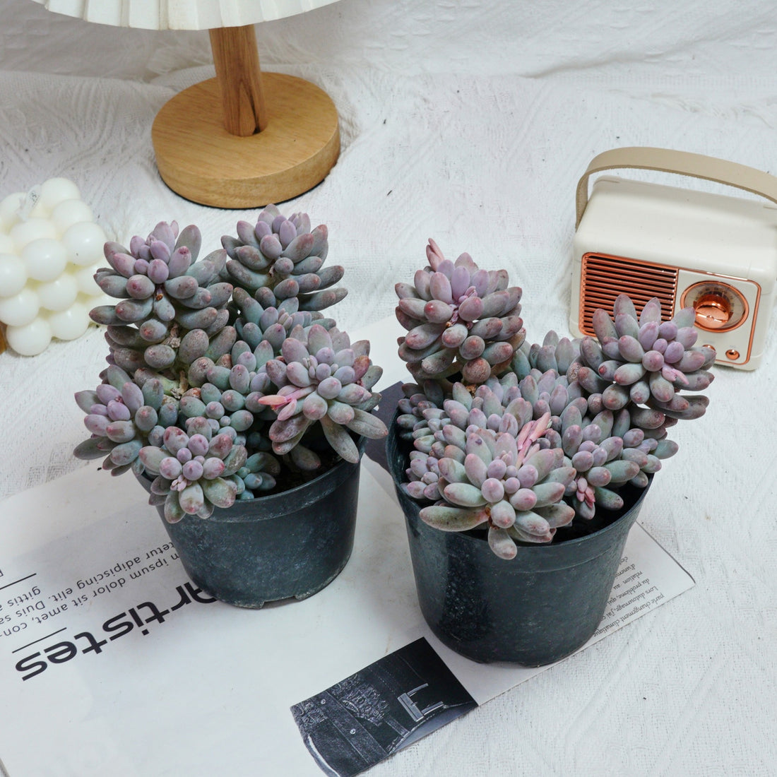 5'' Pachyphytum Baby Finger, Rare Live Succulent Plants