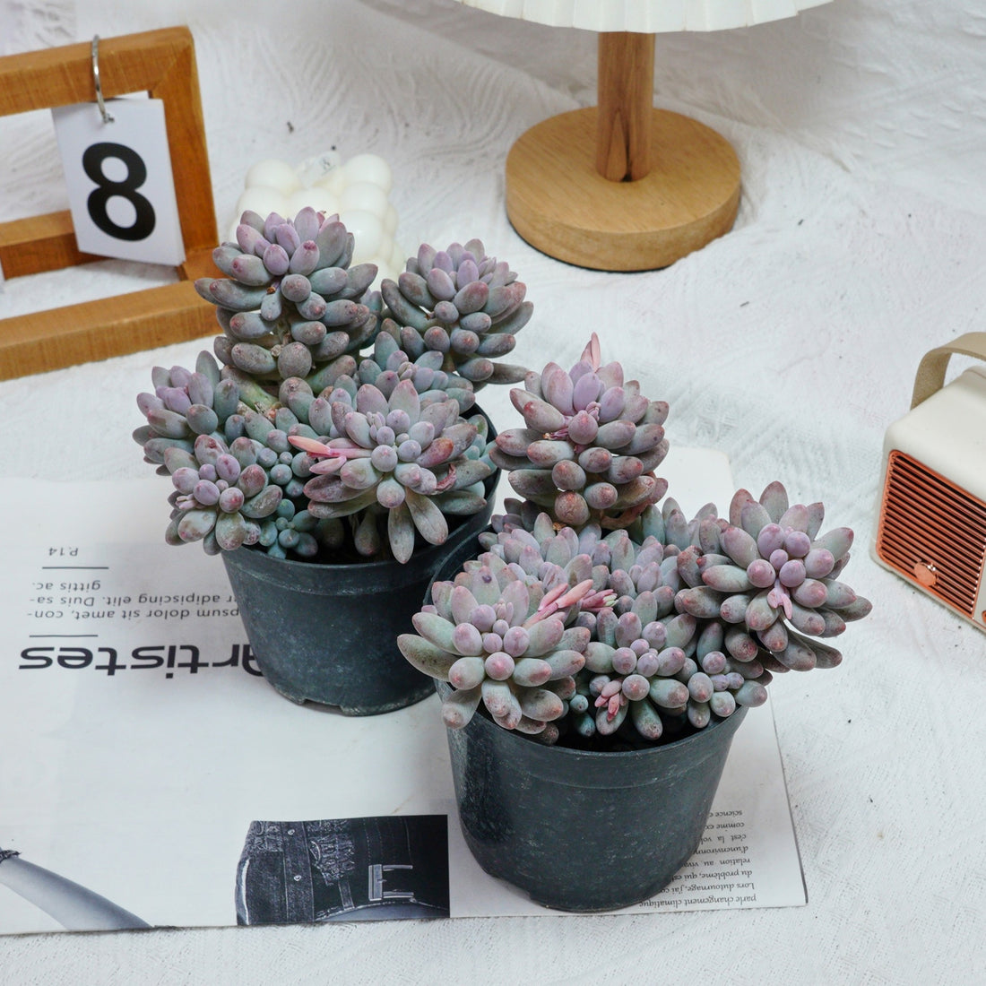 5'' Pachyphytum Baby Finger, Rare Live Succulent Plants