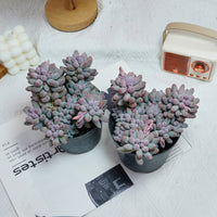 5'' Pachyphytum Baby Finger, Rare Live Succulent Plants