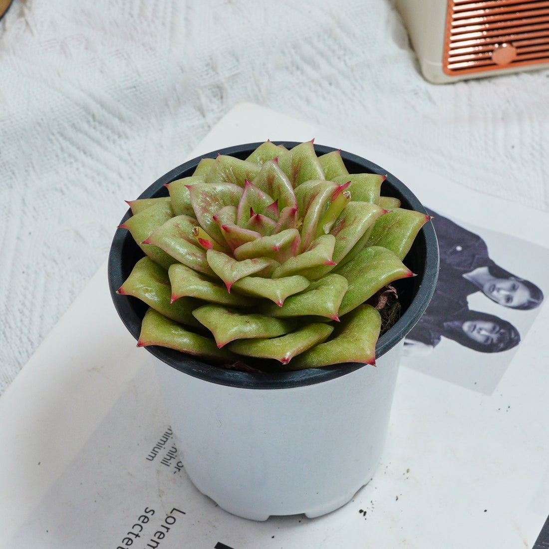 4'' Sedeveria Green Rose, Rare Live Succulent Plants