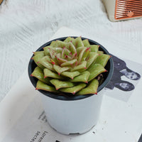 4'' Sedeveria Green Rose, Rare Live Succulent Plants