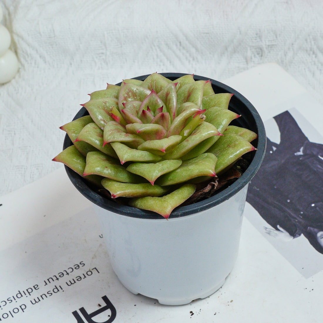 4'' Sedeveria Green Rose, Rare Live Succulent Plants