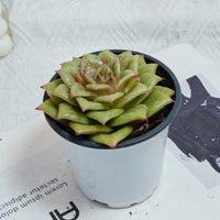 4'' Sedeveria Green Rose, Rare Live Succulent Plants