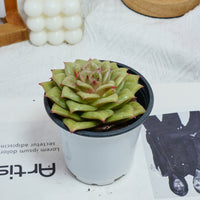 4'' Sedeveria Green Rose, Rare Live Succulent Plants