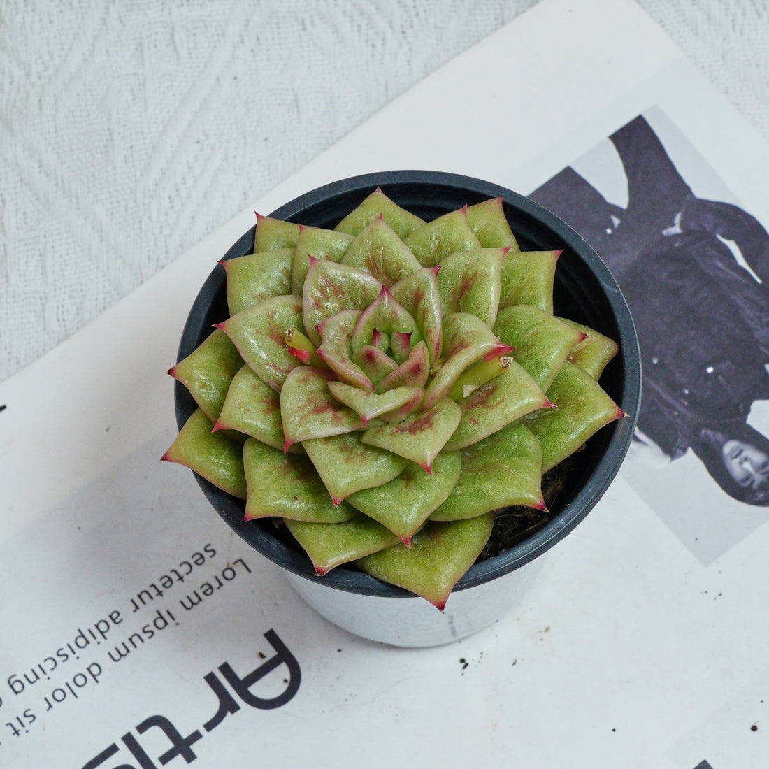 4'' Sedeveria Green Rose, Rare Live Succulent Plants