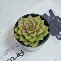 4'' Sedeveria Green Rose, Rare Live Succulent Plants