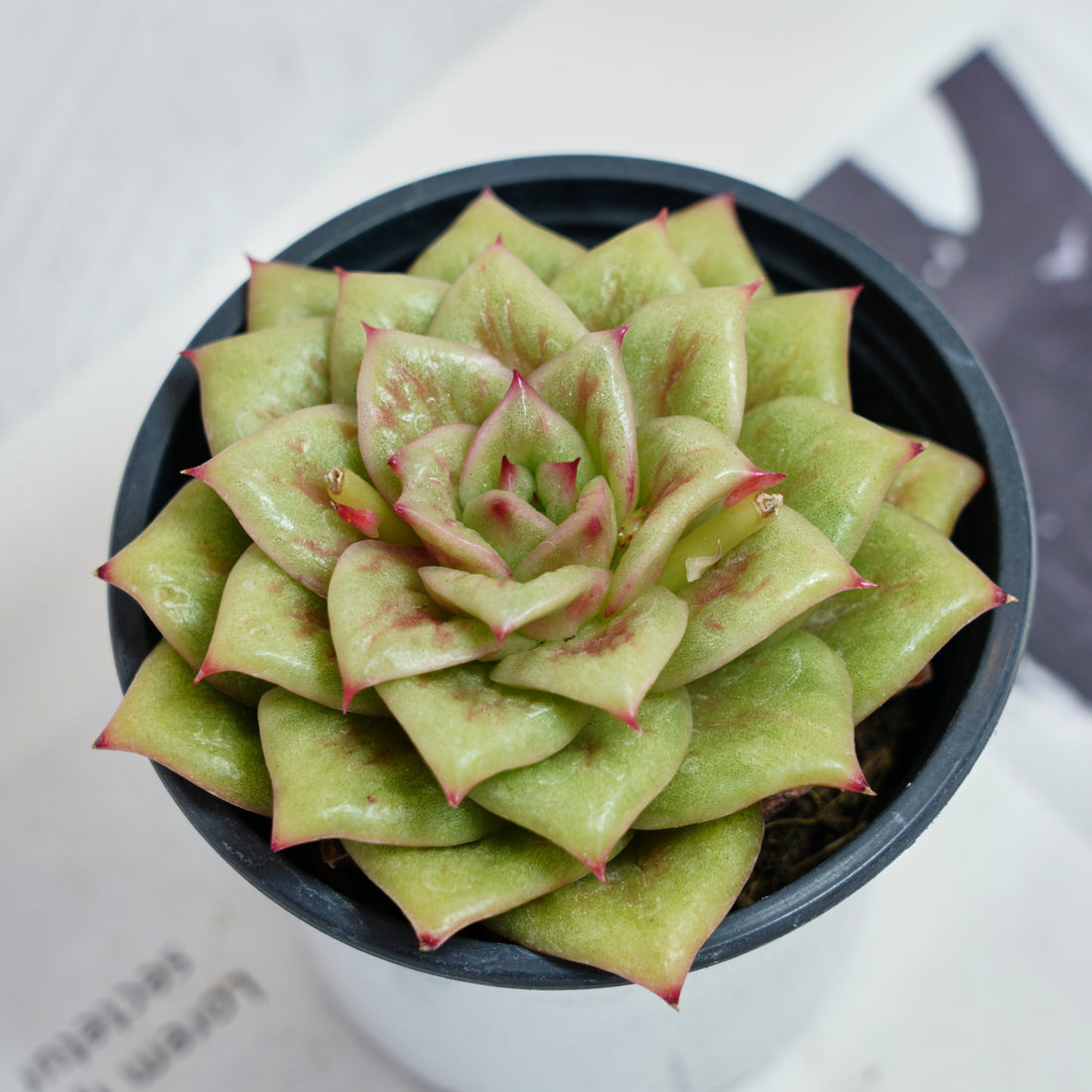 4'' Sedeveria Green Rose, Rare Live Succulent Plants