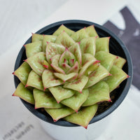 4'' Sedeveria Green Rose, Rare Live Succulent Plants