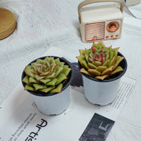 4'' Sedeveria Green Rose, Rare Live Succulent Plants
