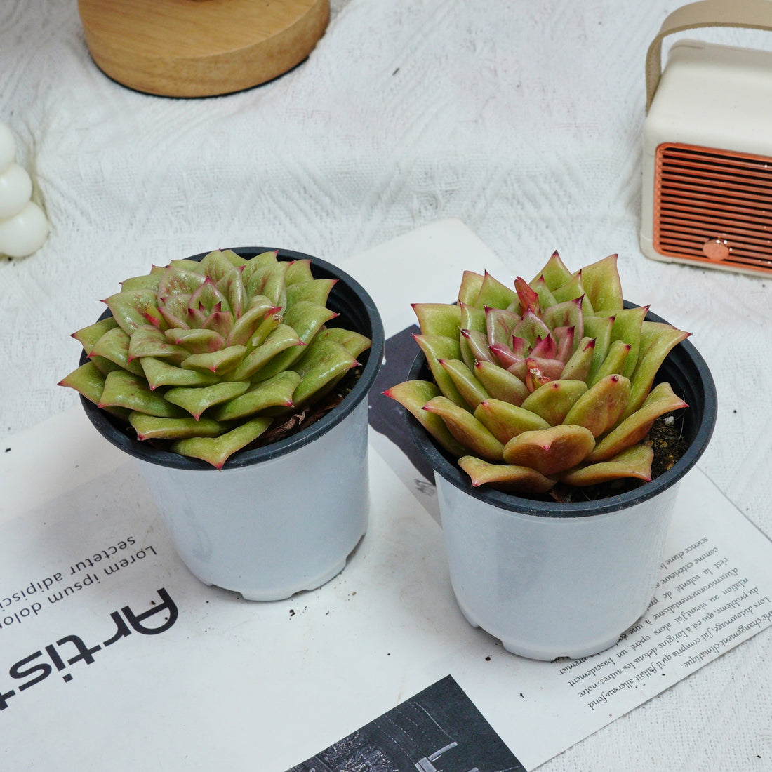 4'' Sedeveria Green Rose, Rare Live Succulent Plants