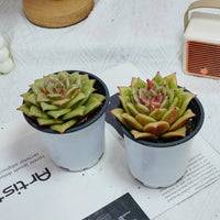 4'' Sedeveria Green Rose, Rare Live Succulent Plants