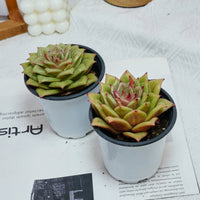 4'' Sedeveria Green Rose, Rare Live Succulent Plants