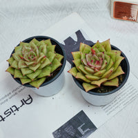 4'' Sedeveria Green Rose, Rare Live Succulent Plants