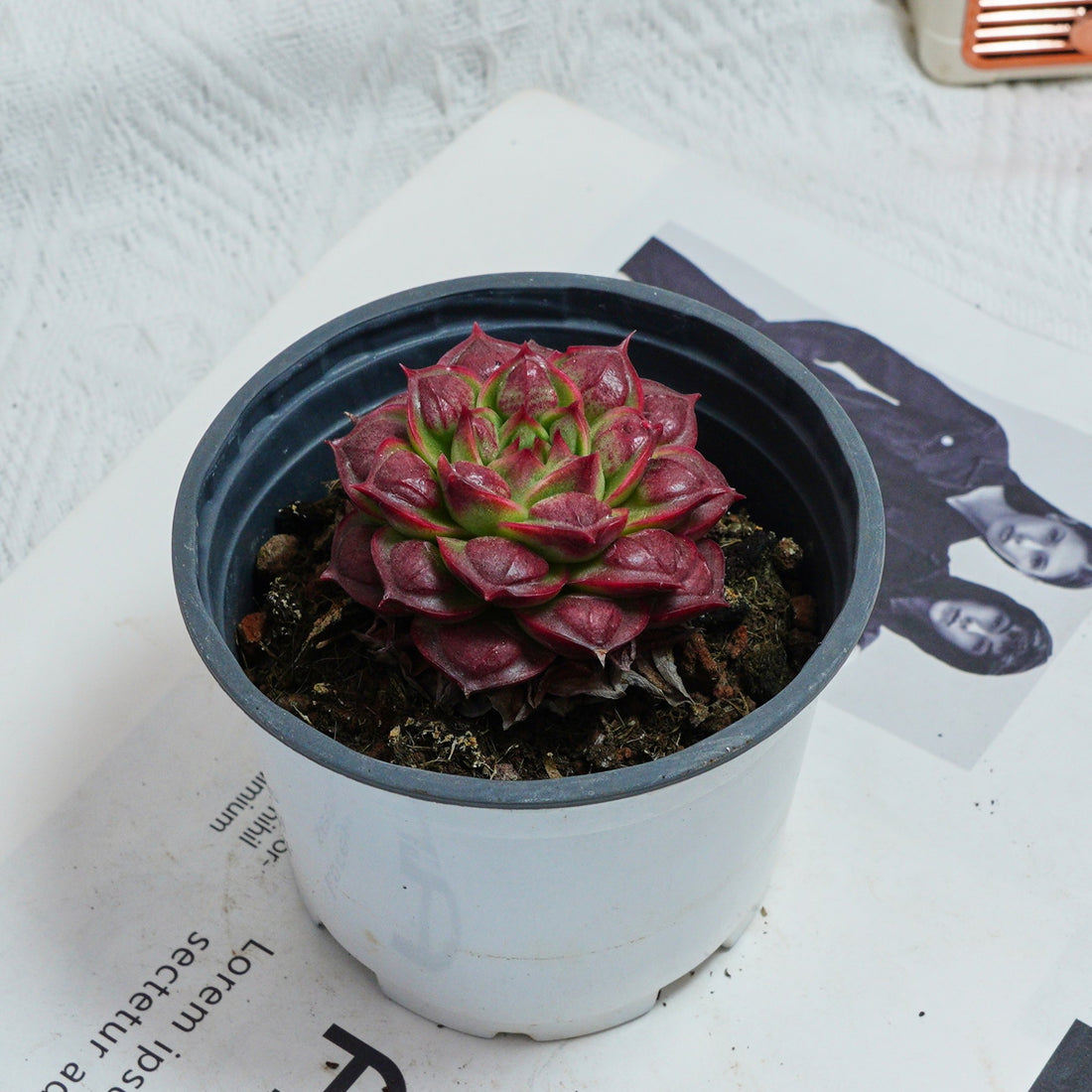 3'' Echeveria Longissima, Rare Live Succulent Plants