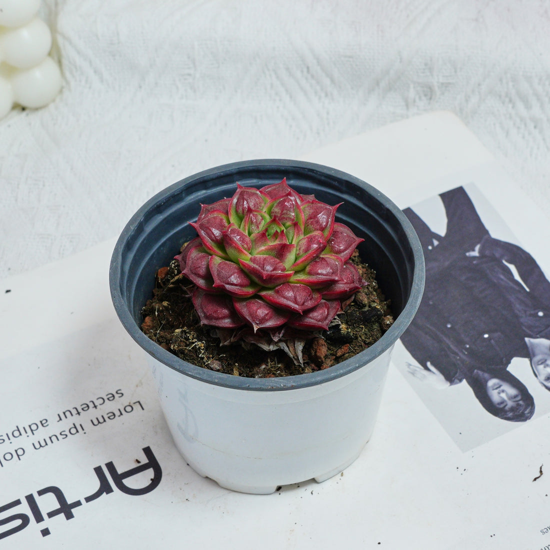 3'' Echeveria Longissima, Rare Live Succulent Plants