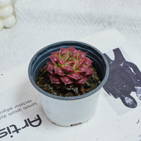 3'' Echeveria Longissima, Rare Live Succulent Plants