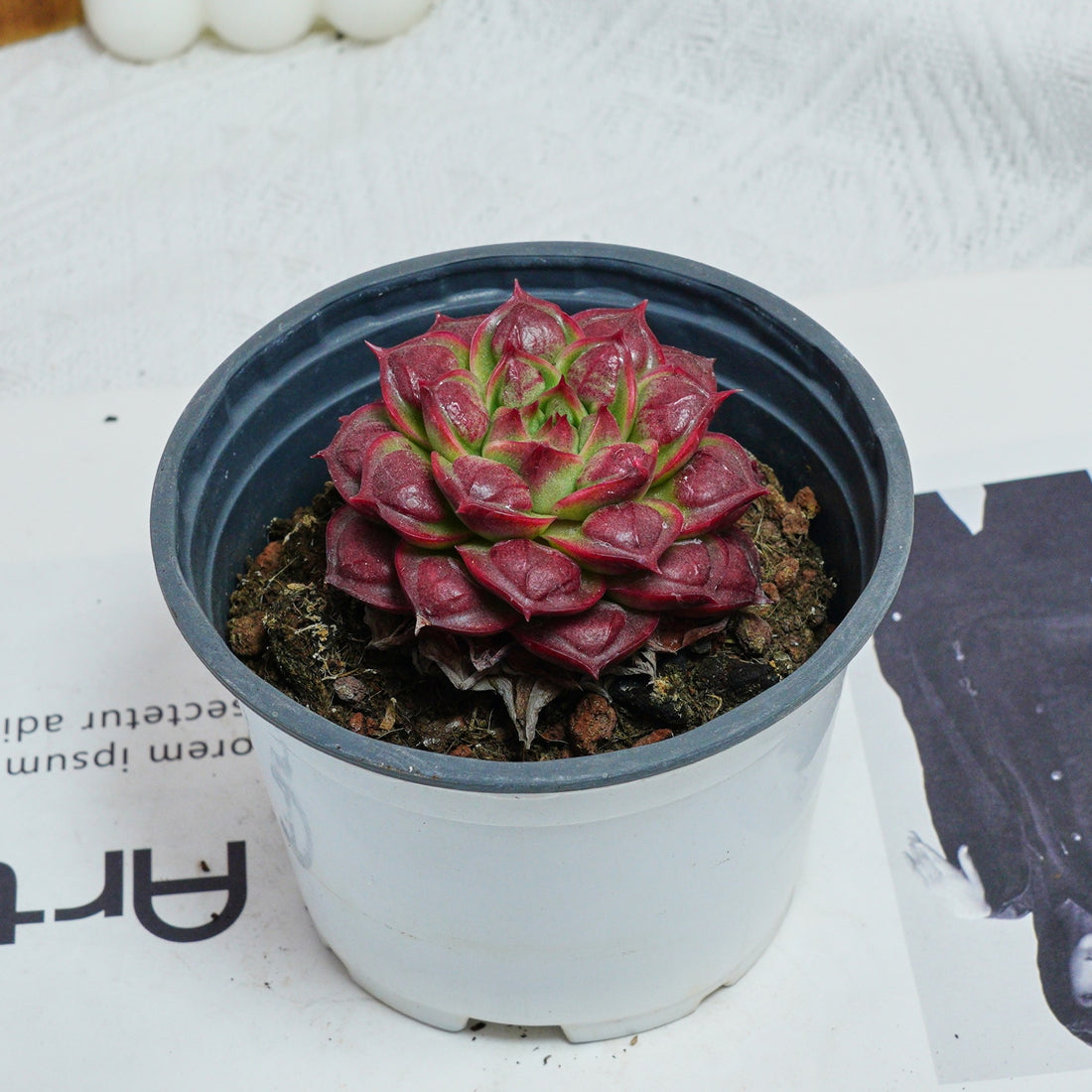3'' Echeveria Longissima, Rare Live Succulent Plants