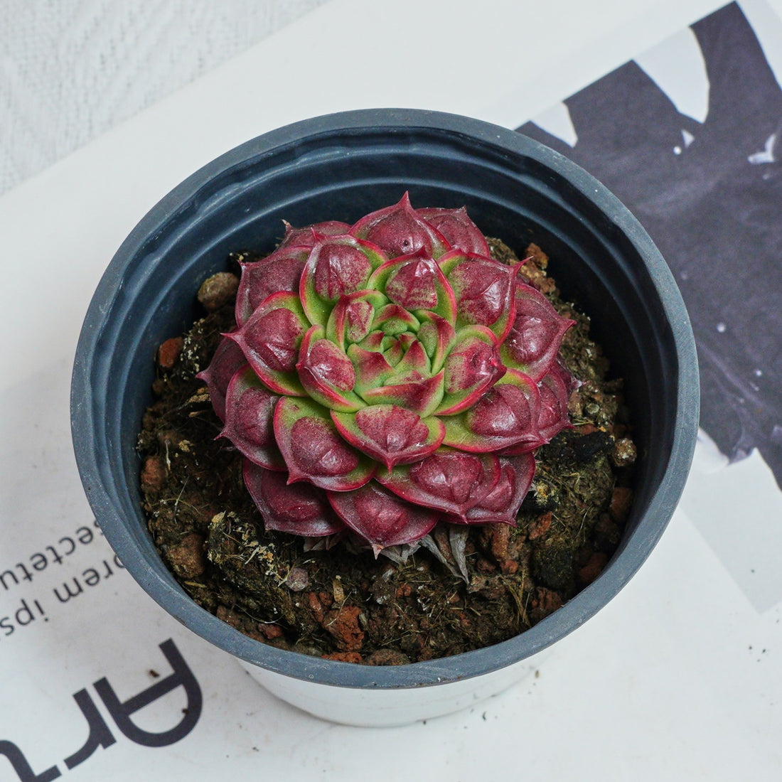 3'' Echeveria Longissima, Rare Live Succulent Plants