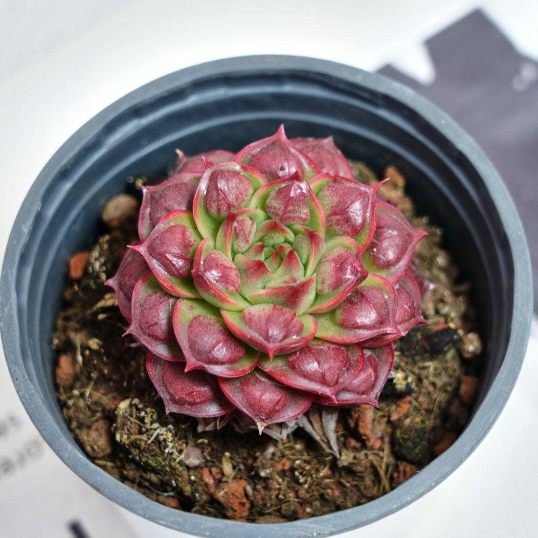3'' Echeveria Longissima, Rare Live Succulent Plants