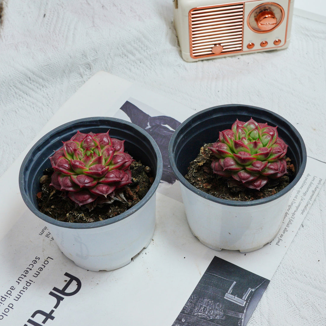 3'' Echeveria Longissima, Rare Live Succulent Plants