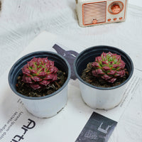 3'' Echeveria Longissima, Rare Live Succulent Plants