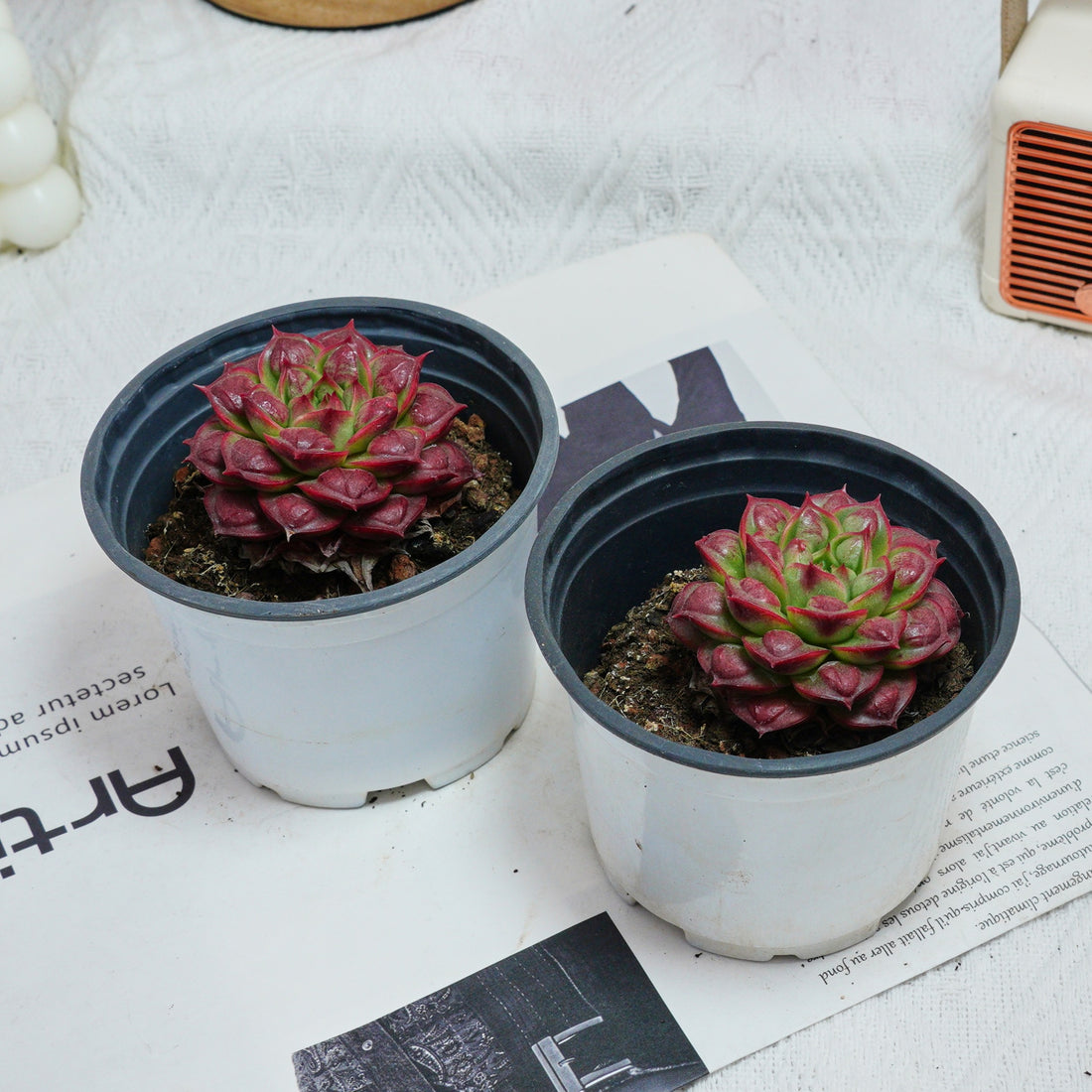 3'' Echeveria Longissima, Rare Live Succulent Plants