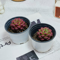 3'' Echeveria Longissima, Rare Live Succulent Plants