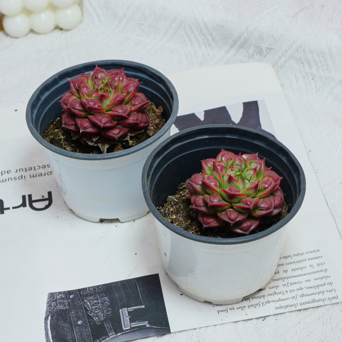 3'' Echeveria Longissima, Rare Live Succulent Plants
