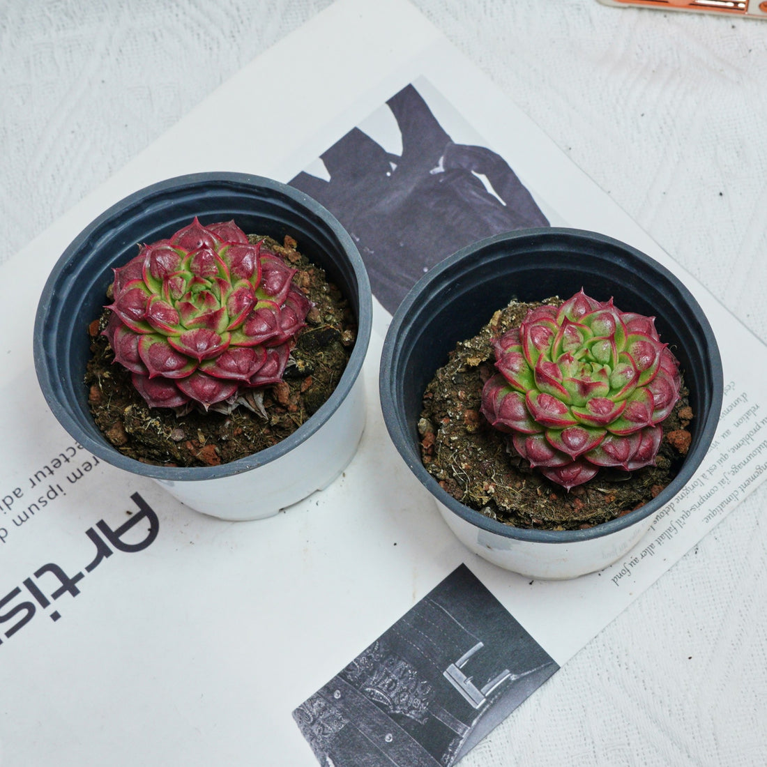 3'' Echeveria Longissima, Rare Live Succulent Plants