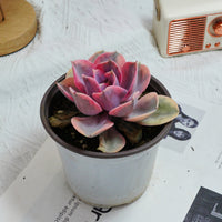 5'' Echeveria Rainbow, Rare Live Succulent Plants