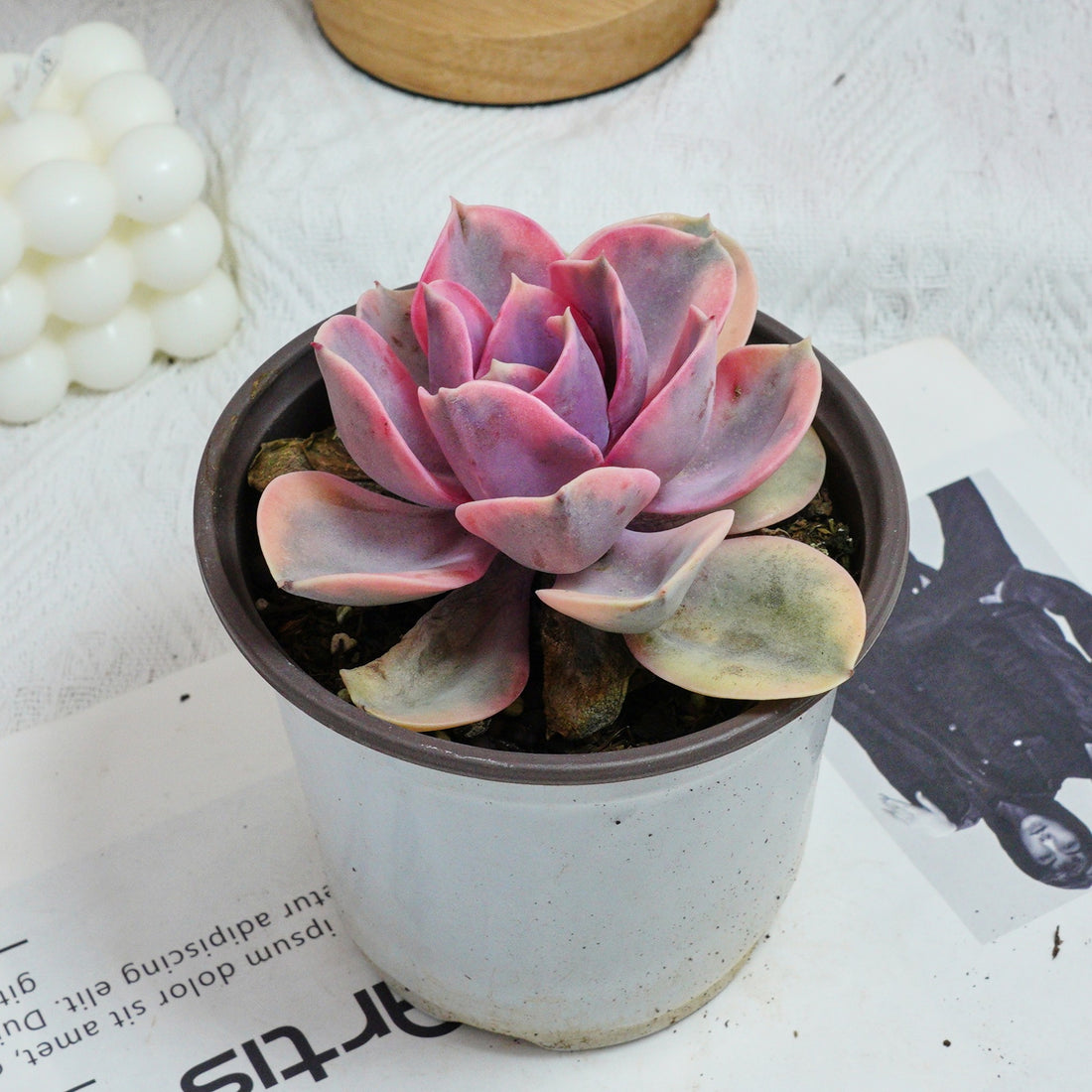5'' Echeveria Rainbow, Rare Live Succulent Plants