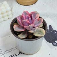 5'' Echeveria Rainbow, Rare Live Succulent Plants