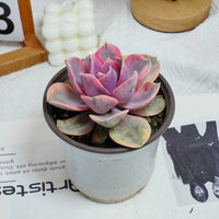 5'' Echeveria Rainbow, Rare Live Succulent Plants