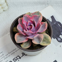 5'' Echeveria Rainbow, Rare Live Succulent Plants