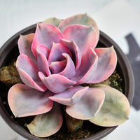 5'' Echeveria Rainbow, Rare Live Succulent Plants