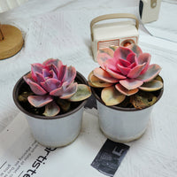 5'' Echeveria Rainbow, Rare Live Succulent Plants