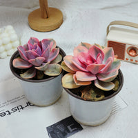 5'' Echeveria Rainbow, Rare Live Succulent Plants