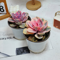 5'' Echeveria Rainbow, Rare Live Succulent Plants