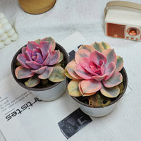5'' Echeveria Rainbow, Rare Live Succulent Plants
