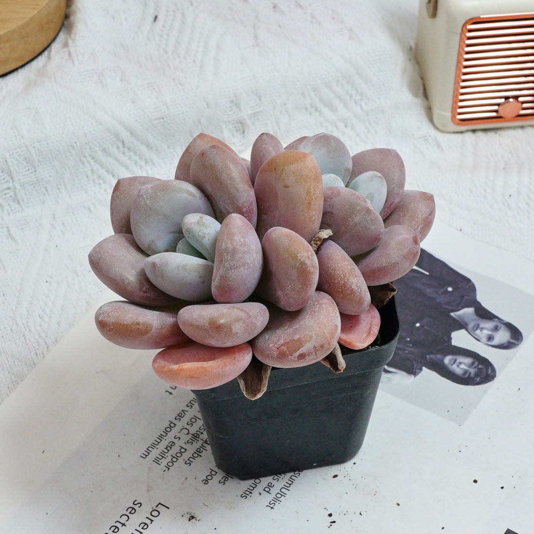 3'' Graptopetalum Amethystinum, Rare Live Succulent Plants