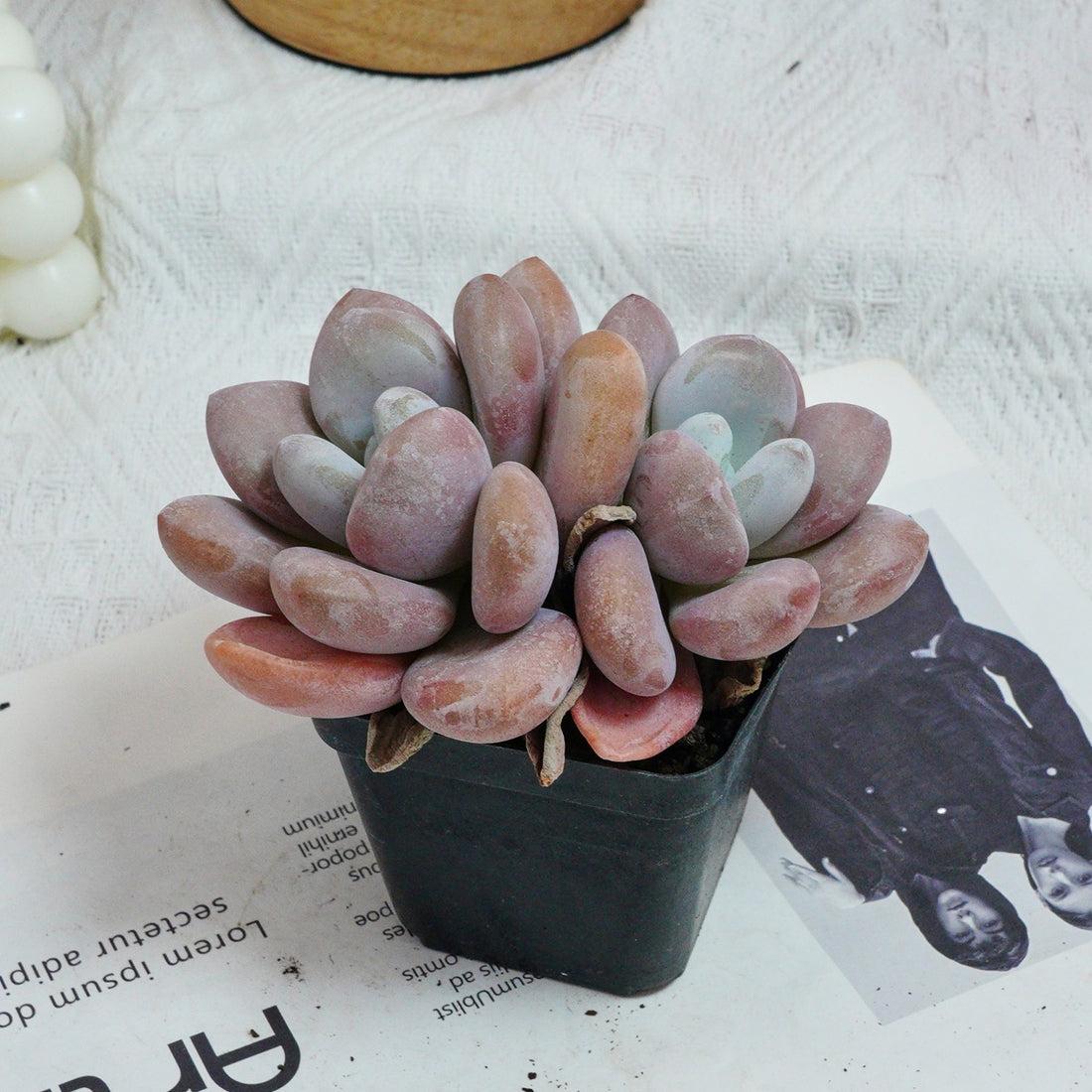 3'' Graptopetalum Amethystinum, Rare Live Succulent Plants