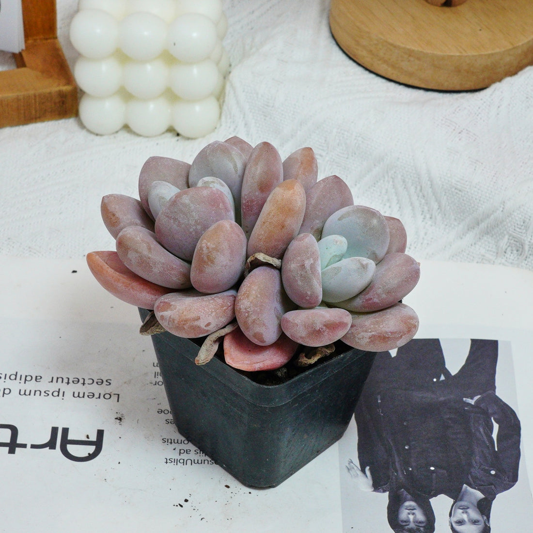 3'' Graptopetalum Amethystinum, Rare Live Succulent Plants