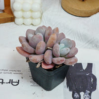 3'' Graptopetalum Amethystinum, Rare Live Succulent Plants