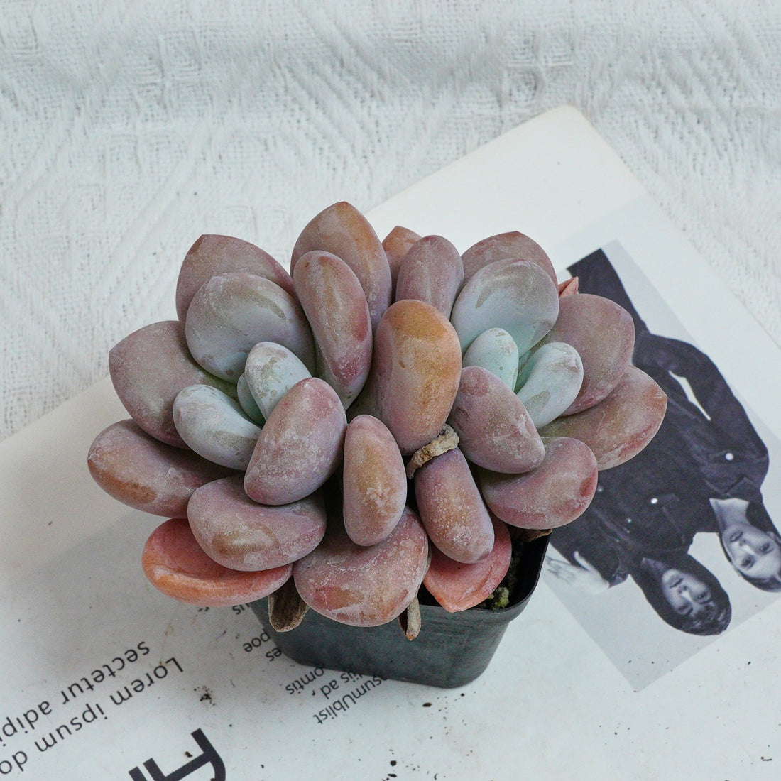 3'' Graptopetalum Amethystinum, Rare Live Succulent Plants